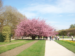 パリの桜