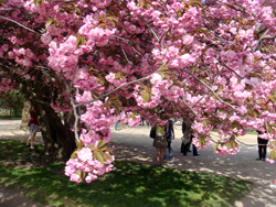 パリの桜