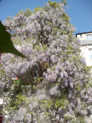 glycine