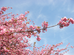 パリの桜